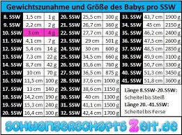 10 Ssw Entwicklung Bauch Gewicht Ultraschall