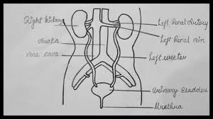 They are the primary excretory organ in humans and are located one on each side of the spine at the level of the liver. Human Excretory System Diagram How To Daw Excretory System Diagram Class 10 Biology Youtube