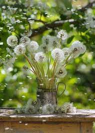Deti Cvety Zhizn Community Google Flowers Dandelion Flower Field