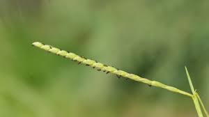 Image result for Paspalum vaginatum