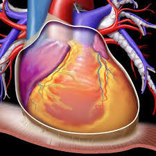 They should be essential in everyday clinical decision making. Pericardite Intervista Al Cardiologo Franco Isola Sledet Com