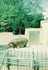 Hippopotamus Hippopotamus Zoo Pictures Zoo Photos