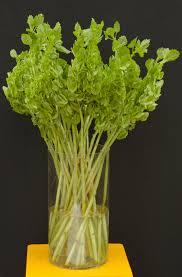 Image result for Moluccella