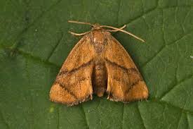 Image result for Apoda limacodes