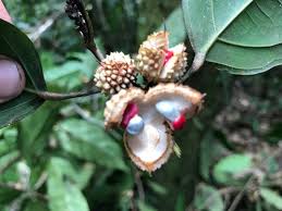 Image result for Lindackeria bukobensis