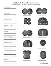 Cellsalive cell cycle worksheet answers. Solved Cells Alive Meiosis Phase Worksheet Match The Pi Chegg Com