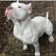 Get 3d Bull Terrier Free Stickers Dogs Pitbulls Pitbull Puppies