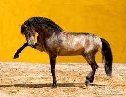 Kaufen sie buckskin, pferd & accessoires verwendet bieten sie für einen freund die folgende stuten der deutschen reitponystute geboren 2016 pater charméur von. Pin On Steampunk