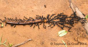 Image result for Gnidia chapmanii