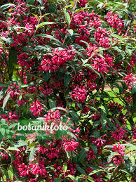 Image result for Cestrum elegans