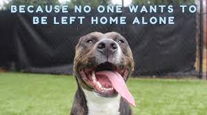 Day care and boarding on major holidays will incur an extra c. Wagging Tails Pet Resort Home Facebook