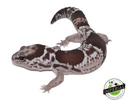 Image result for Oreosyce africana