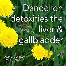 Dandelion Detoxifies The Liver Gallbladder Learn More About The Healing Powers Of Dandelions In Life Changi Medical Medium Healthy Detox Cleanse Liver Detox
