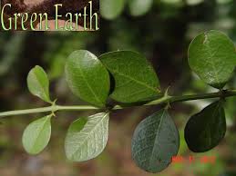 Image result for Scutia myrtina