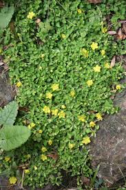 Image result for Lysimachia