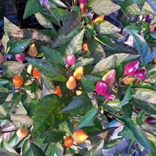 This ornamental chile pepper variety works ideal as a bonsai chile pepper aka. Bolivian Rainbow Chilisamen Bestellen Chili Shop24 De