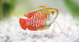 A Betta Can'T Be Kept With 5 Sparkling Gouramis (Might Be Croaking Gouramis  Not Sure) In A 180 Liter Tank Right? It Is Quite Heavily Planted :  R/Aquariums