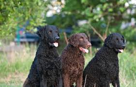 Agile, athletic, and obedient, cow/horse friendly, service oriented and ready to retrieve birds make them use their minds to the fullest. Curly Coated Retriever Dog Breed Information Images Characteristics Health