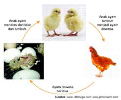 Eh, kalau mau mewarnai hewan lainnya juga bisa lho dengan memakai obyek gambar sapi. Gambar Kartun Anak Ayam Menetas Gratis Cikimm Com