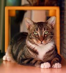 Cats are polyestrus breeders, meaning they can go through multiple heat periods in a year (and can have as the long and short of heat. Feline Leukemia Misconceptions Best Friends Animal Society