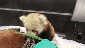 Tap to play or pause gif. Irti Funny Gif 7851 Tags Red Panda Baby Cute Playing Close Up