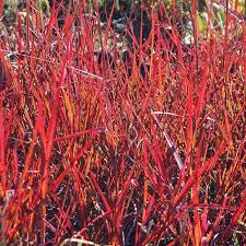 Image result for Andropogon