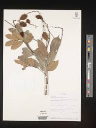 Image result for Millettia makondensis