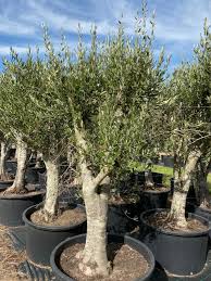 Their oblong leaves are silverish and grow from branches emanating from a gnarled, twisted trunk. Olive Tree Designer Trees Australia
