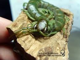 Black And Yellow Centipede Philippines Scolopendra Subcrustalis The Green Philippine Centipede James And Giant Peach Beautiful Bugs Centipede