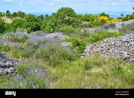 Lavender Fields On Hvar Stock Photo Alamy
