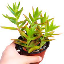 Cacti are remarkably durable and low in maintenance. Crassula Campfire Succulent For Sale And Care Guide Succulents Box