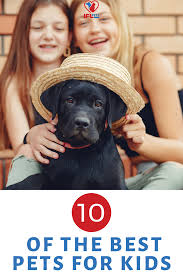 Betta fish are really good pets, they could live for a couple of days without food but they'll be really they are highly intelligent and good at problem solving. 10 Of The Best Low Maintenance Pets For Kids Pets For Babies Best Pets In 2020 Low Maintenance Pets Animals For Kids Best Pets For Kids
