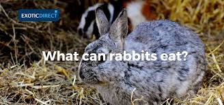 Owl, said rabbit shortly, you and i have brains. What Can Rabbits Eat Hay Vegetables Fruit And Water Advice Exoticdirect
