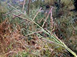 Image result for Eriochloa