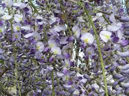 I fiori di ciliegio giapponesi e la tradizione dell'hanami. Wisteria Floribunda Glicine Giapponese