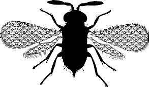 Gambar garis lakaran hitam dan putih elemen buah yang. Svg Bug Serangga Hiasan Lebah Imej Ikon Svg Percuma Svg Silh