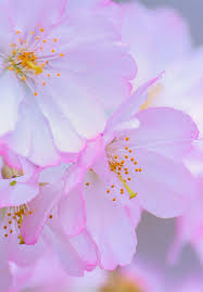 Find free cherry blossom pictures. Free Cherry Blossom Wallpapers Branch Brook Park Splurgefrugal Com