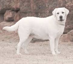 White labraor retriever girls, white lab females, white labrador retriever puppies, white lab puppies, white labrador puppies, yellow lab, yellow past silver bullet females. Labrador Retriever 1 Most Popular Dog Breed Info Images Videos Faqs