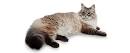 Siberian cat - Wikipedia