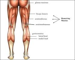Hamstring flexibility can be tested in several different methods. Blog Fitness Physio Newcastle Hamstring Injuries
