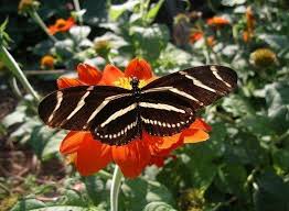 Black And White Striped Butterfly Identification Butterfly Identification Guide 26 Types Of Butterflies With Photos In 2020 Types Of Butterflies Butterfly Species Animals