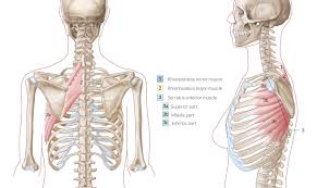 When you are getting pulled muscle in the upper back, you will feel difficult to move or do something. Back Muscles Amboss
