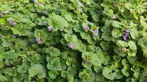 Ground ivy small purple flowers in grass. Creeping Charlie Prevention Weeds In The Lawn Ortho
