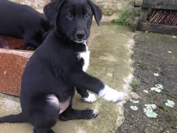 Border Collie Lab Mix Google Lab Mix Puppies Border Collie Lab Mix Collie Mix