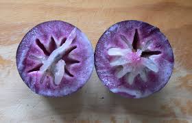 Image result for Chrysophyllum