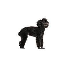 Usda licensed commercial breeders account for less than 20% of all breeders in the country. Miniature Poodle Puppies Petland Dallas Tx