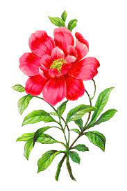 Pin On Digital Flowers