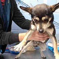 Let us know what you think! Saving Shelter Pets Inland Empire In San Bernardino California Pet Adoption Dog Adoption Kitten Adoption