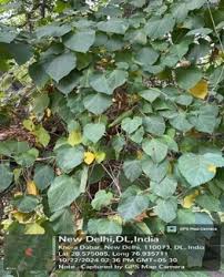 Image result for Telosma africana