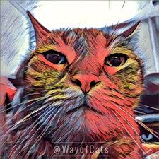 Many people think that their cats may be able to pick up on paranormal activity going on in the house—especially when they seem to go in a daze and stare at the blank wall or off into the distance. Don T Be Spooked Cat Don T Stare At Nothing The Way Of Cats